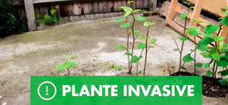 Renouée du Japon : plante très invasive dans les zones sinistrées