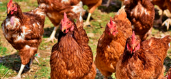 Nouveau cas de grippe aviaire dans la commune de Theux